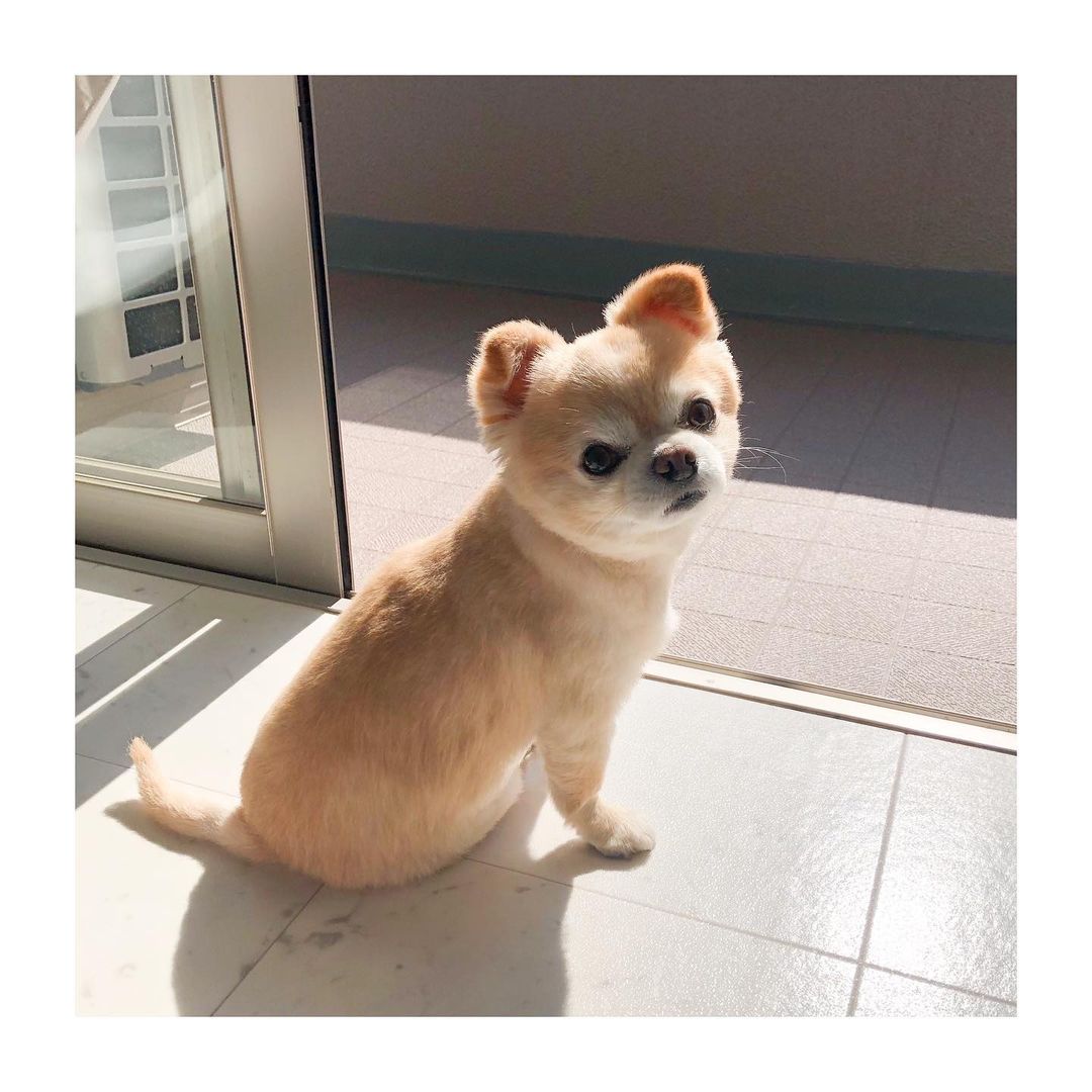 獣医師監修 犬の僧帽弁閉鎖不全症とは その症状と原因 治療法について解説