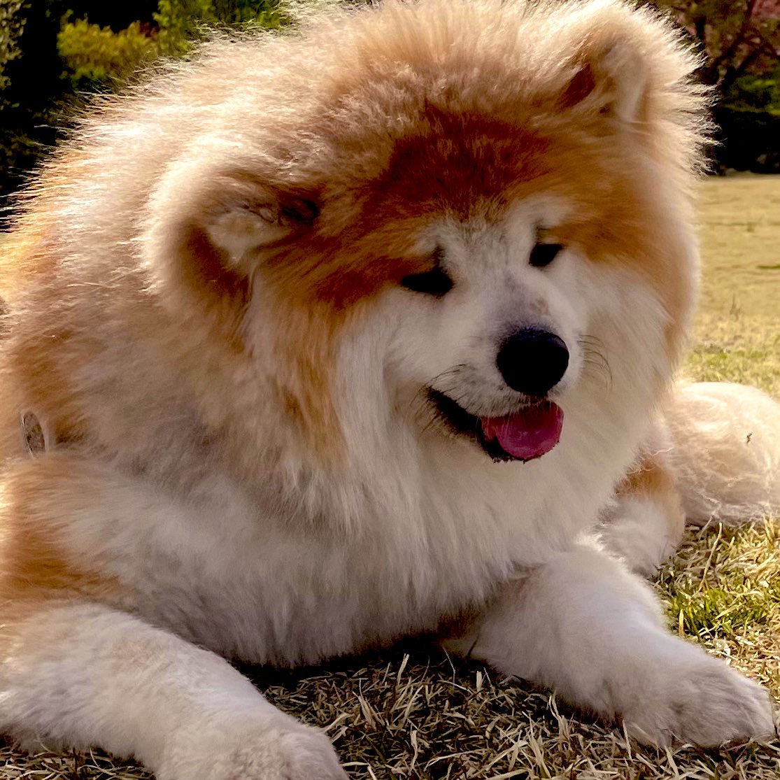 ペット保険の乗り換え 見直しのポイントや注意点を紹介