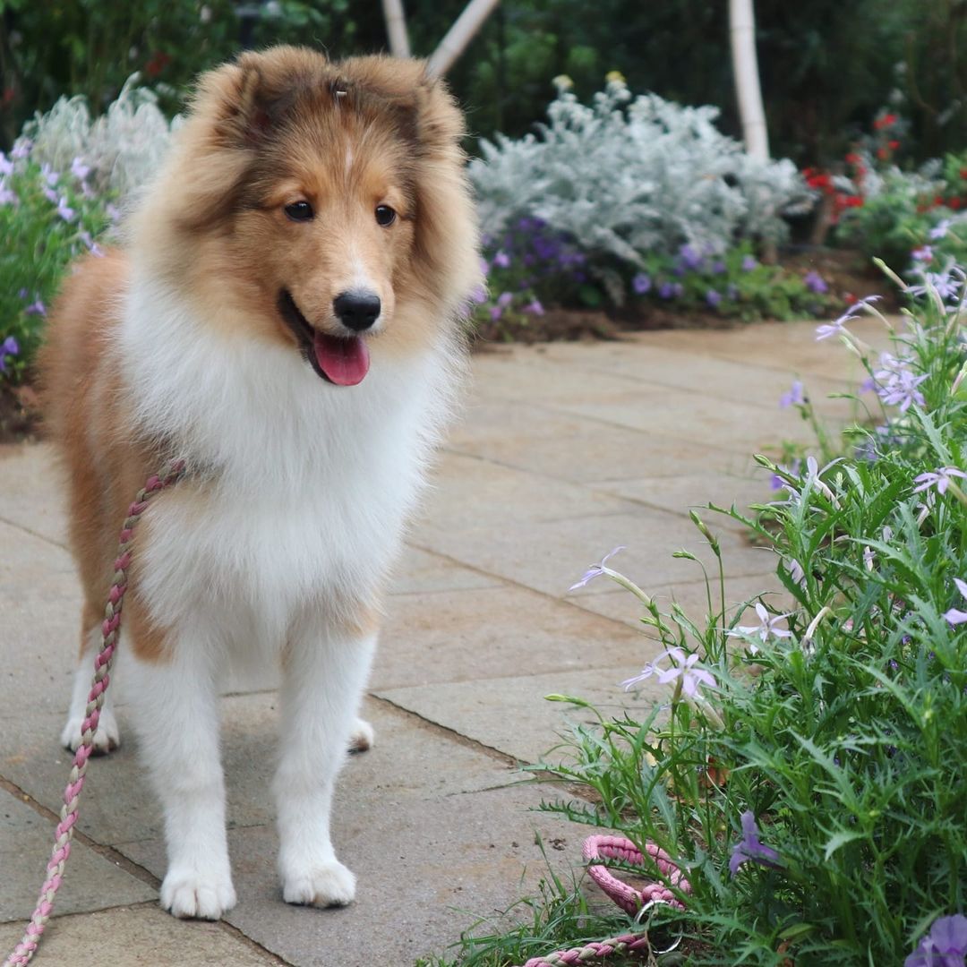 犬に鳥の骨をあげるのは危険 食べてしまった時の対処法も紹介