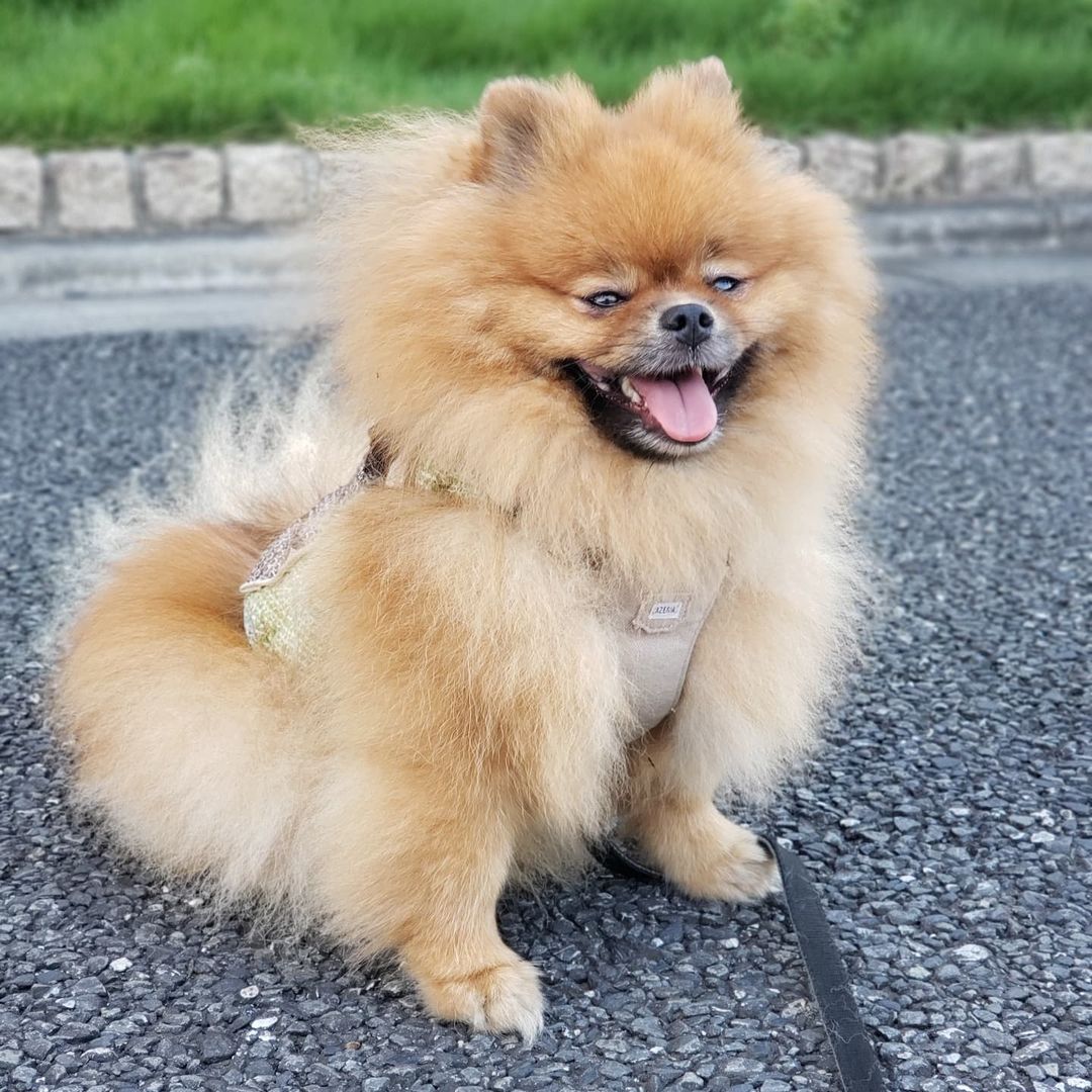 犬がカニを食べても大丈夫 食べてしまった時の対処法なども解説