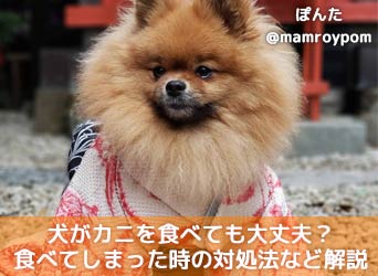 犬がカニを食べても大丈夫 食べてしまった時の対処法なども解説