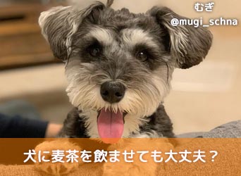 犬に麦茶を飲ませても大丈夫 適切な与え方と注意点を解説