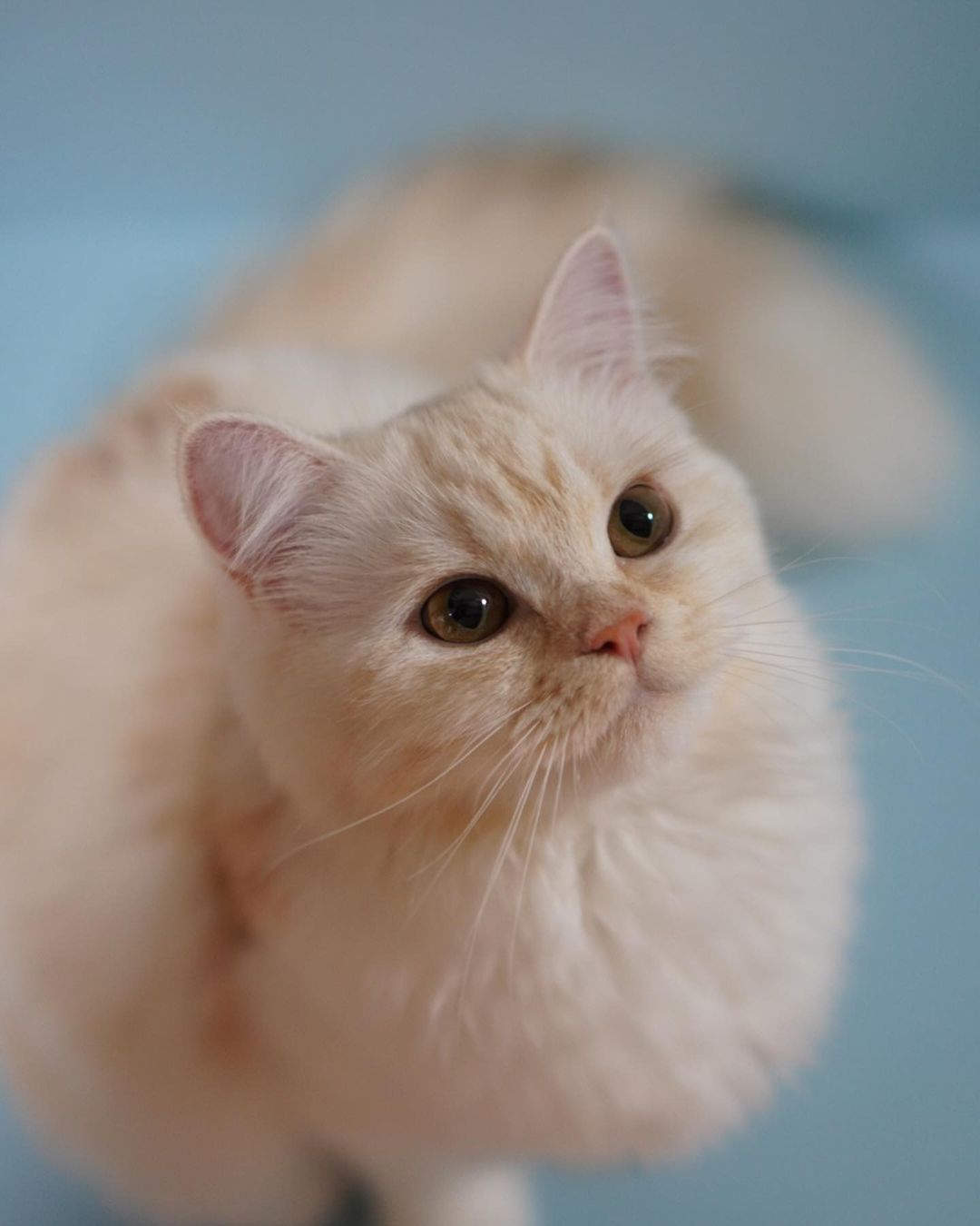 猫の医療費は高額 生涯かかる治療費 手術費用などの相場を紹介