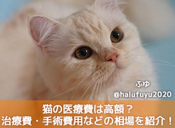 猫の医療費は高額 生涯かかる治療費 手術費用などの相場を紹介