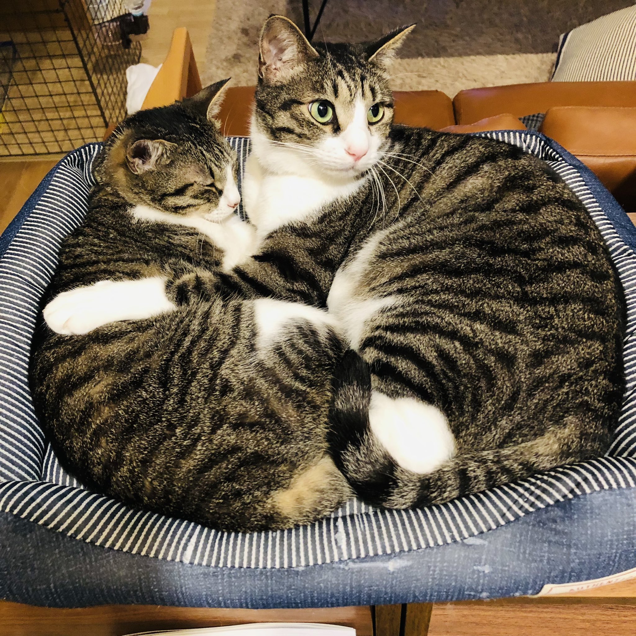 死亡の可能性アリ】猫にチョコレートは絶対NG！食べてしまったときの対処法
