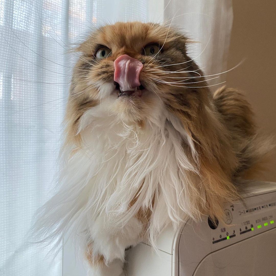 猫にキャベツをあげてもOK?メリットや結石になる可能性などを解説!