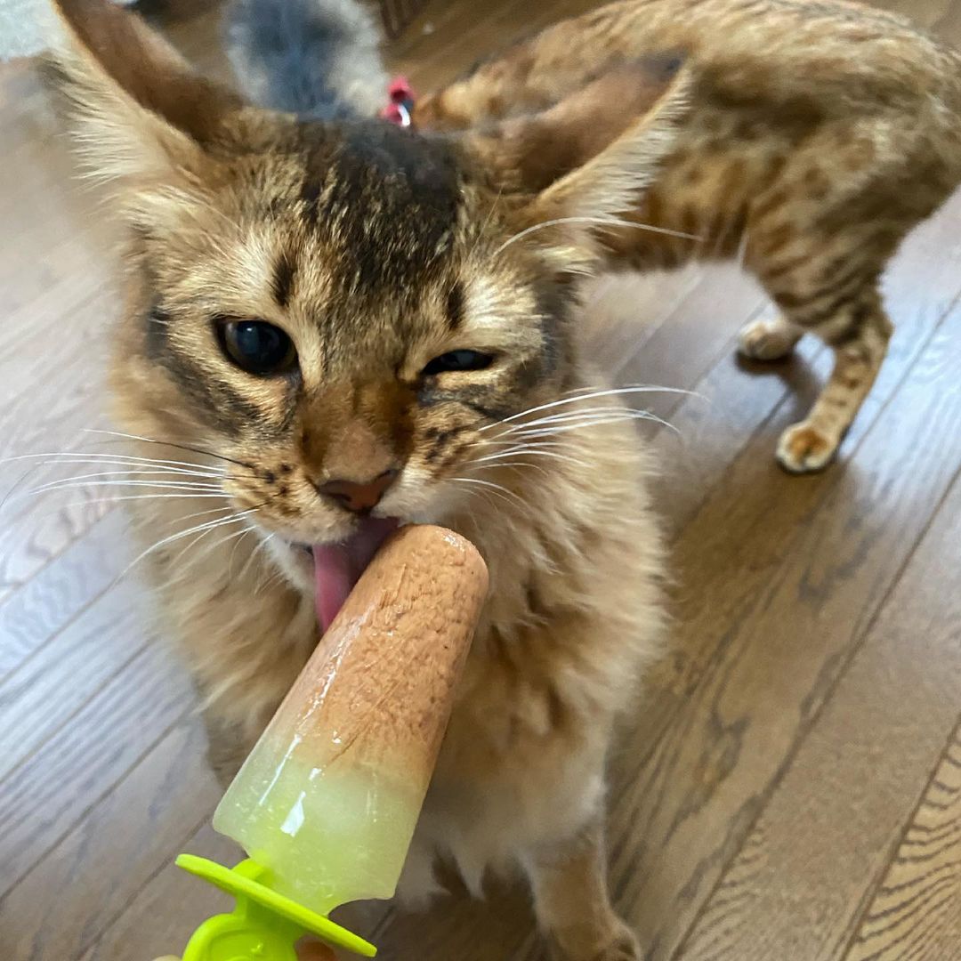 猫にアイスをあげてもok 食べた場合の症状や対処法などを解説