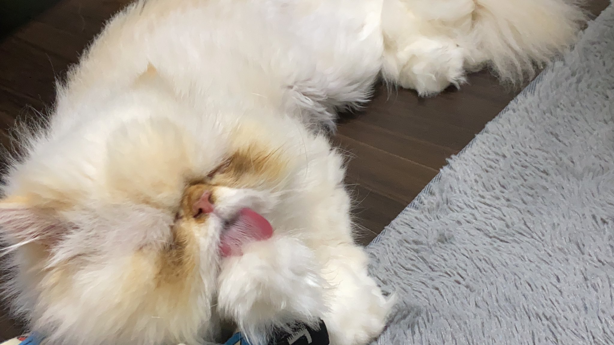 猫にカニは基本的にng 適切な与え方や症状がでた場合の対処法を解説 Moffme
