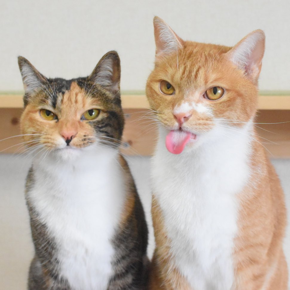 猫ににんにくは絶対ng その理由や食べてしまった場合の対処法は