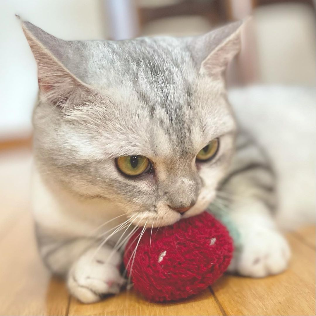 猫はトマトを食べられる 食べ方の注意点や適切な与え方を解説 猫はトマトを食べられる 食べ方の注意点や適切な与え方を解説