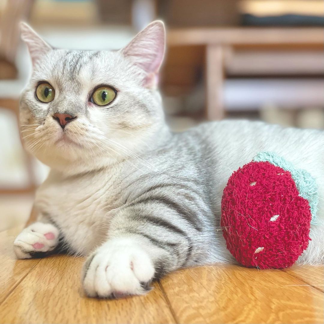 猫はトマトを食べられる 食べ方の注意点や適切な与え方を解説 猫はトマトを食べられる 食べ方の注意点や適切な与え方を解説