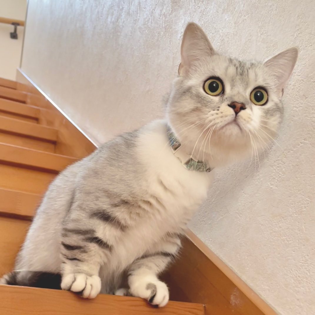 猫はトマトを食べられる 食べ方の注意点や適切な与え方を解説 猫はトマトを食べられる 食べ方の注意点や適切な与え方を解説