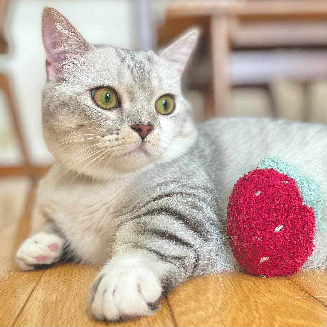 猫はトマトを食べられる 食べ方の注意点や適切な与え方を解説 猫はトマトを食べられる 食べ方の注意点や適切な与え方を解説