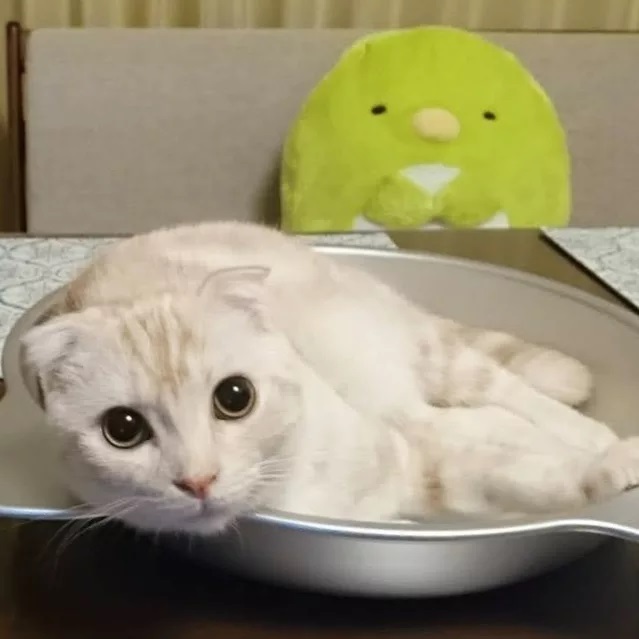 猫がきゅうりにびっくりするのはなぜ 理由や与える際の注意点も解説