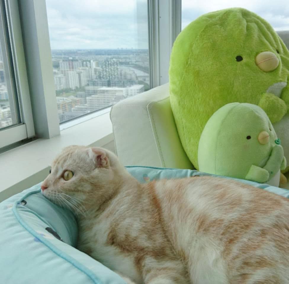 猫がきゅうりにびっくりするのはなぜ 理由や与える際の注意点も解説