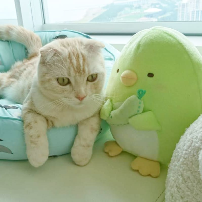 猫がきゅうりにびっくりするのはなぜ 理由や与える際の注意点も解説