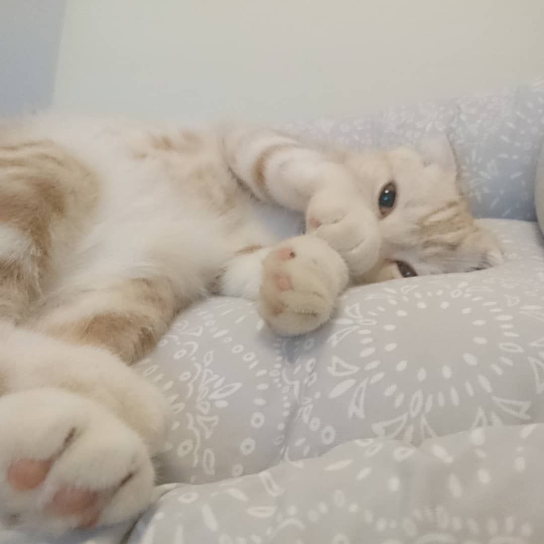 猫がきゅうりにびっくりするのはなぜ 理由や与える際の注意点も解説