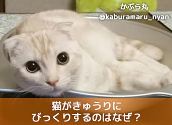 猫がきゅうりにびっくりするのはなぜ 理由や与える際の注意点も解説 Moffme