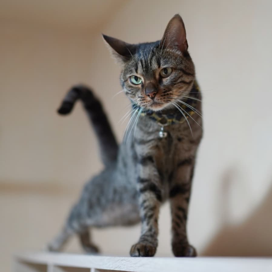 猫はりんごを食べても大丈夫 ただし種は病気の原因になりやすい