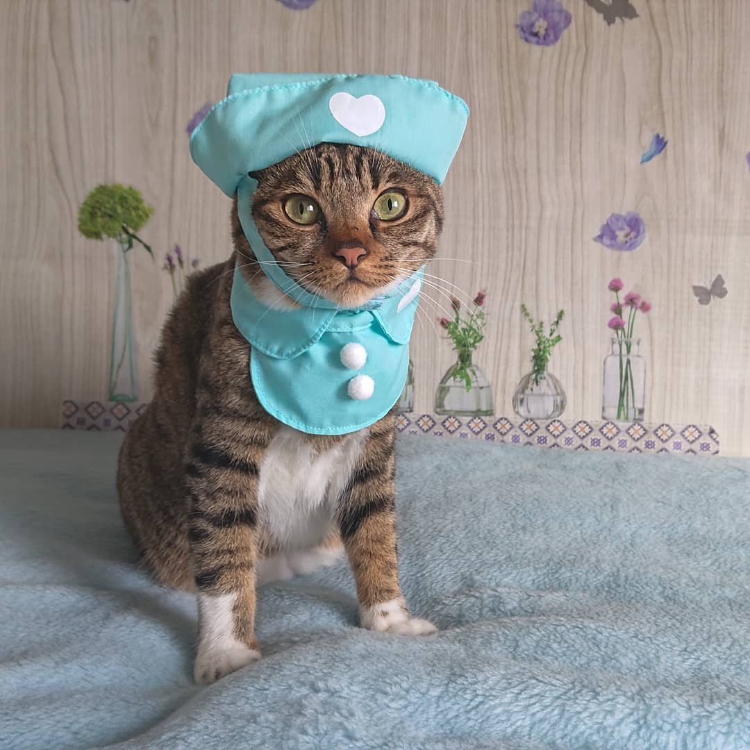 猫がコーヒーを舐めるのは危険 カフェイン中毒の症状や対処法を解説