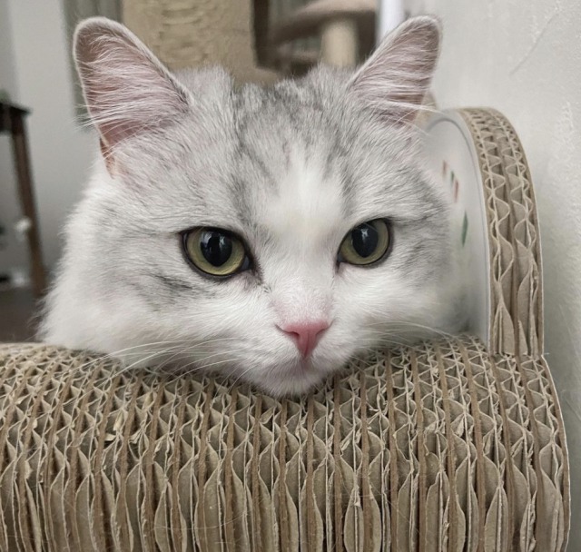猫にみかんを与える場合は要注意 柑橘の匂いが嫌いな理由も解説