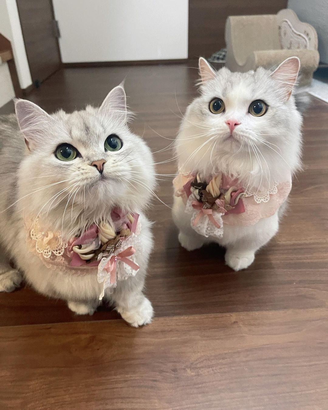 猫にみかんを与える場合は要注意 柑橘の匂いが嫌いな理由も解説 Moffme