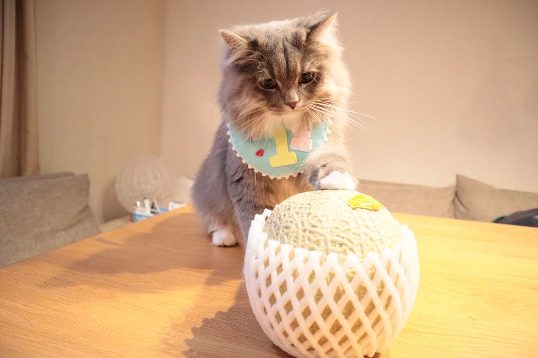 猫にとって危険な果物は？食べていいか食べてはいけないか解説！