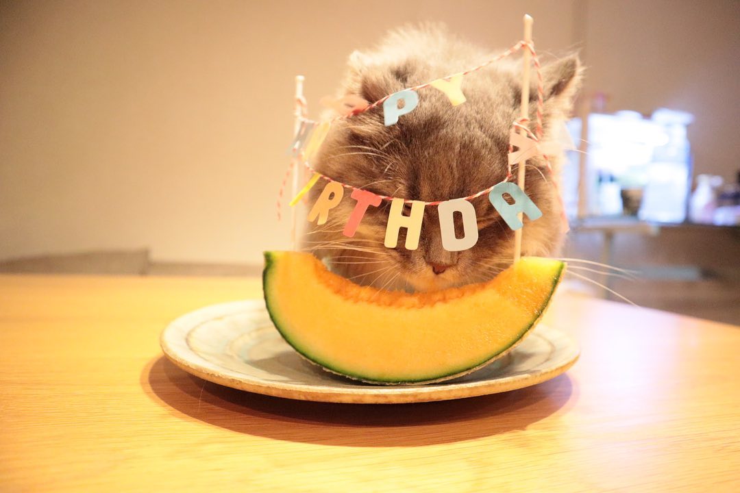 猫にとって危険な果物は？食べていいか食べてはいけないか解説！