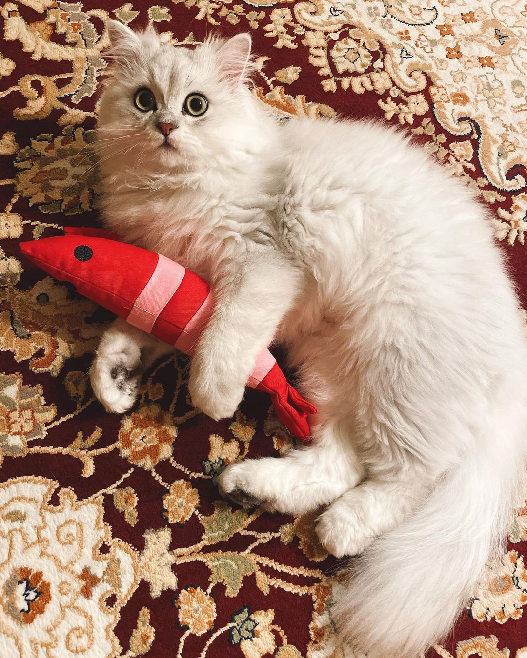 猫にエビを与えるのはNG！生の甲殻類や魚介類による中毒症状に要注意