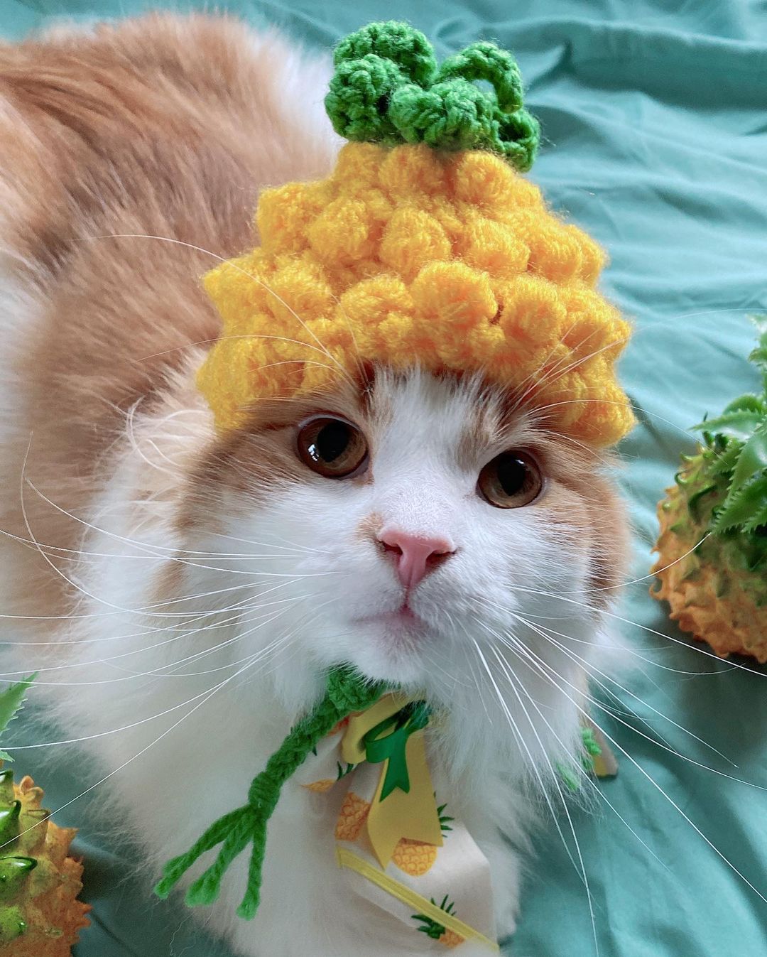 猫にパイナップルをあげても大丈夫 皮や芯を与えるのは避けるべき