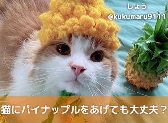 猫にパイナップルをあげても大丈夫 皮や芯を与えるのは避けるべき