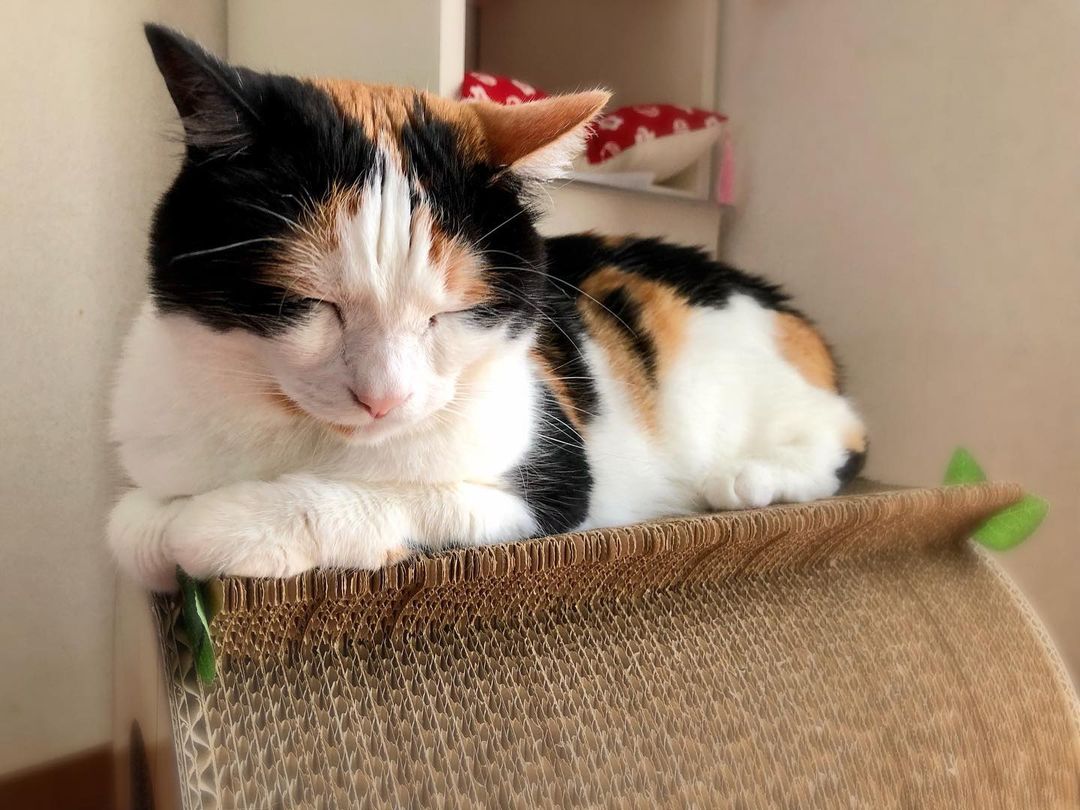 猫に鰹節をあげていい?鰹節の食べ過ぎは病気の原因になることも