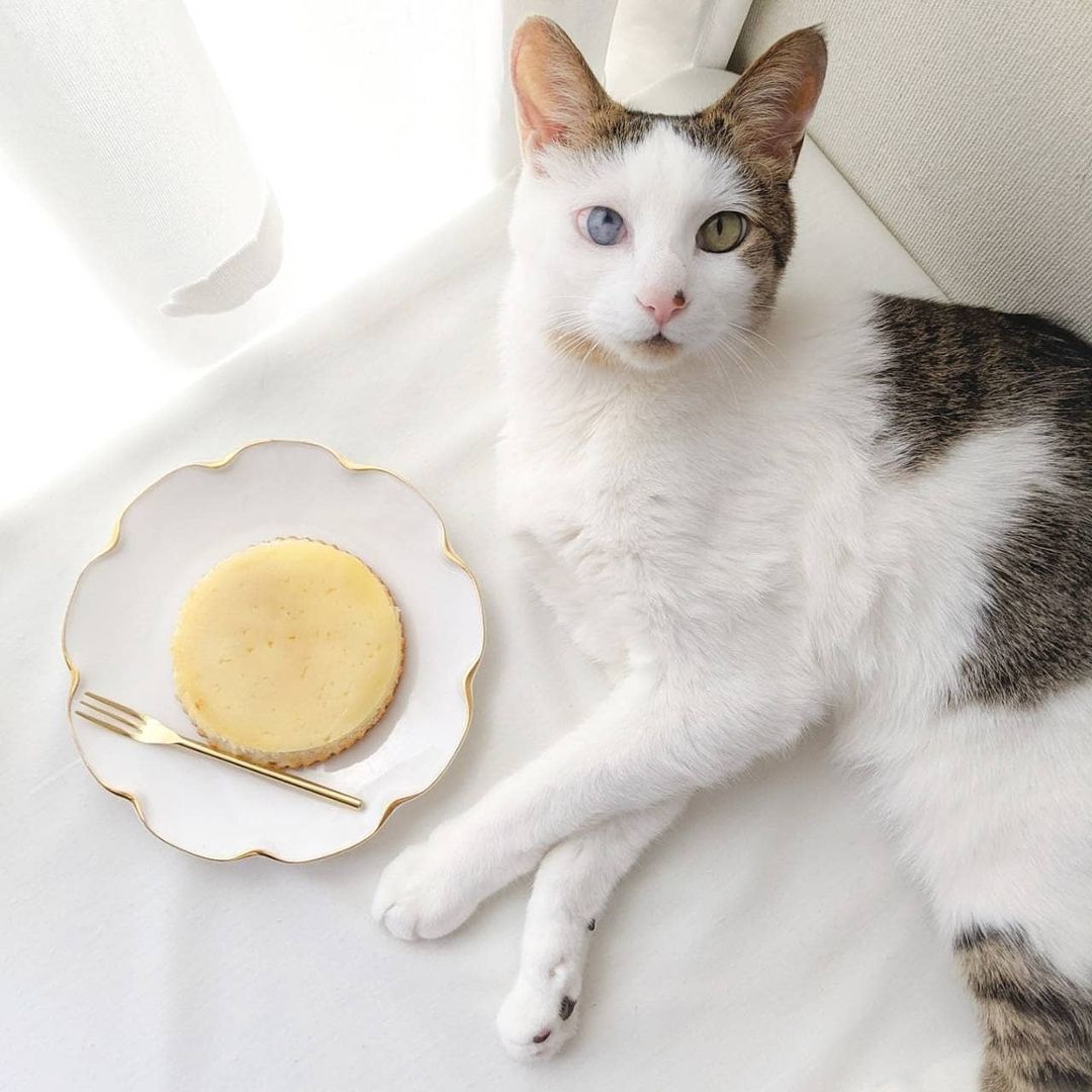 猫に生クリームを与えても大丈夫 与える危険性と代用食品を解説