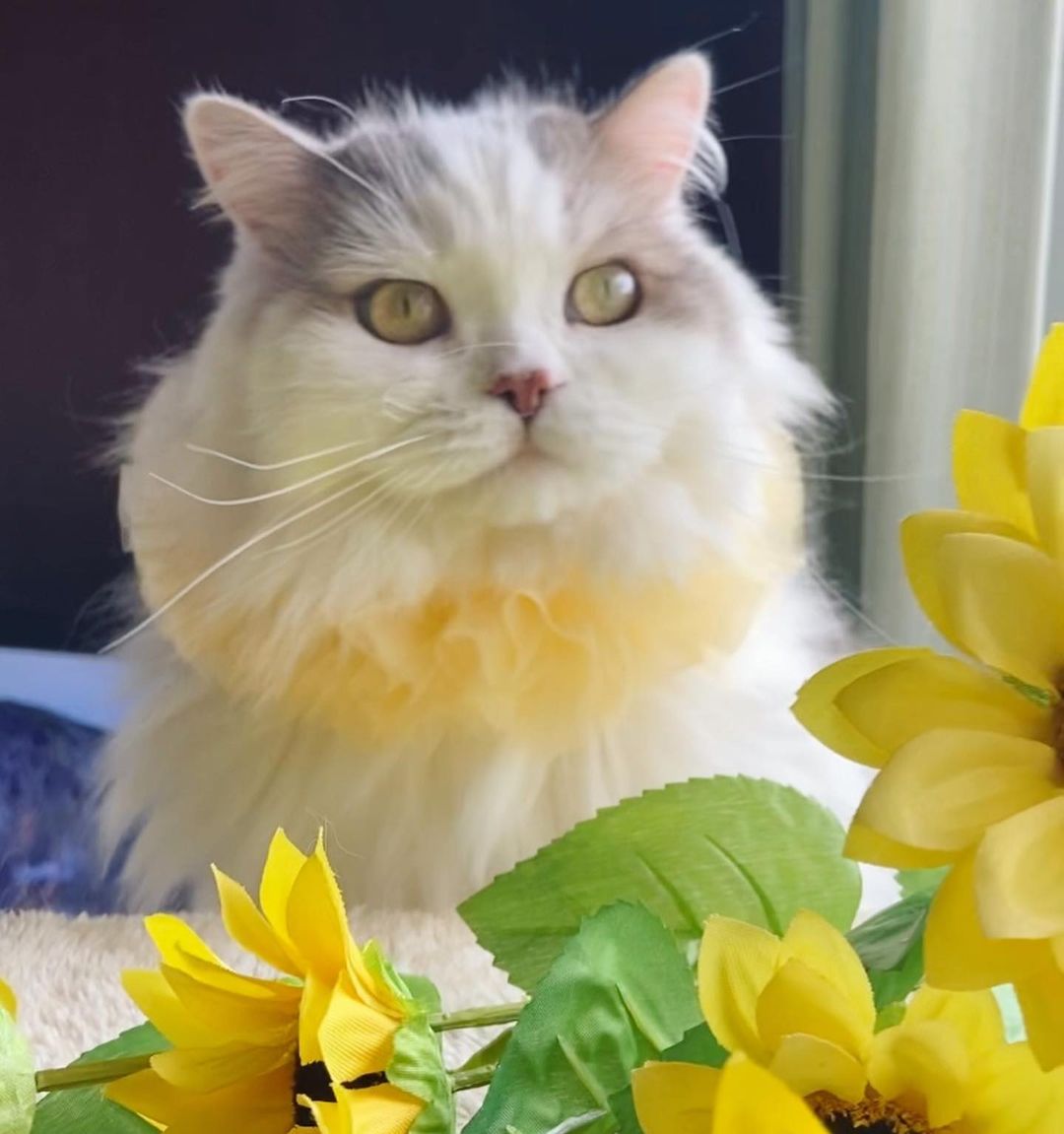 猫にレモンを与えても大丈夫 中毒症状や苦手な理由について解説