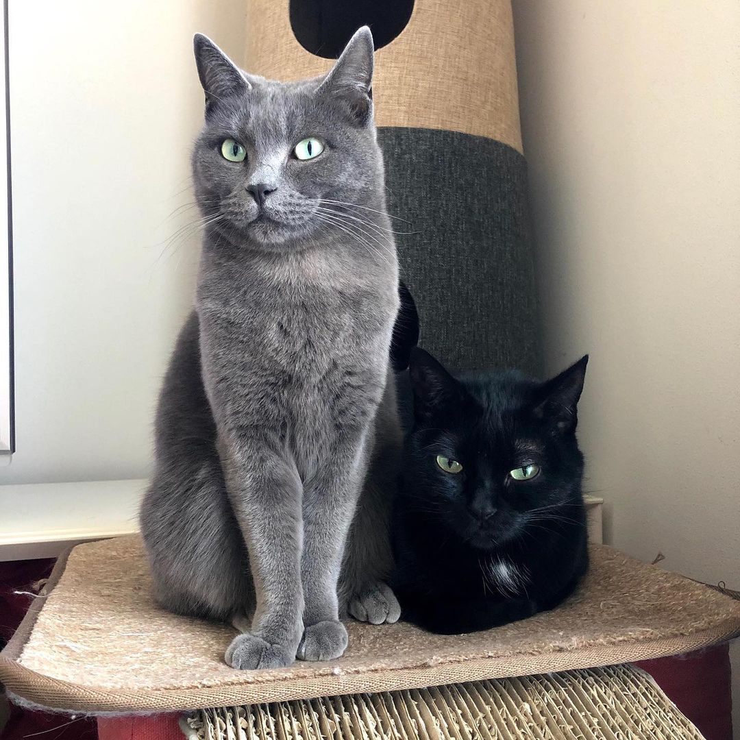 猫が魚肉ソーセージを食べてしまったけど大丈夫?塩分には要注意!