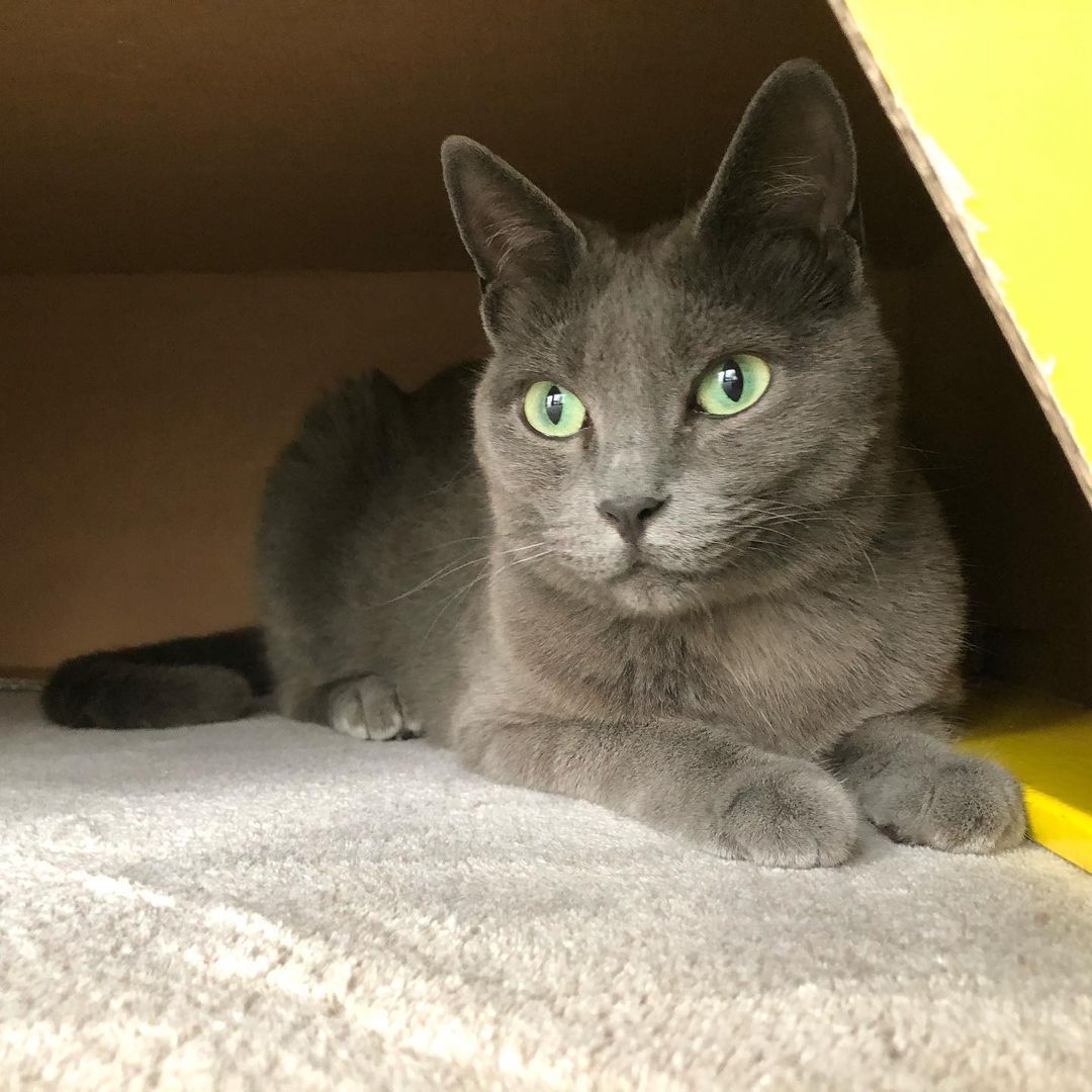 猫が魚肉ソーセージを食べてしまったけど大丈夫 塩分には要注意 猫が魚肉ソーセージを食べてしまったけど大丈夫 塩分には要注意