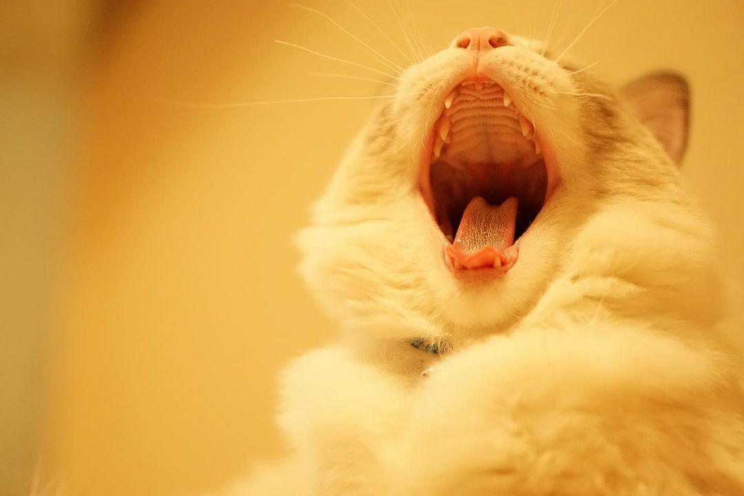 獣医師監修】猫の鼻炎とは?症状や原因、治し方、予防法を解説!