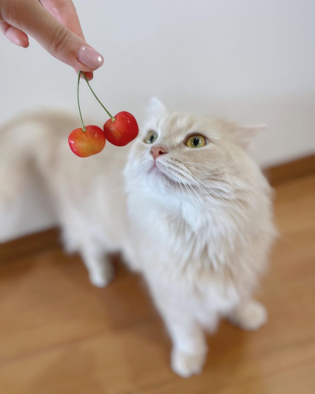 獣医師監修】猫のチェリーアイは？原因や症状、治療法を解説！