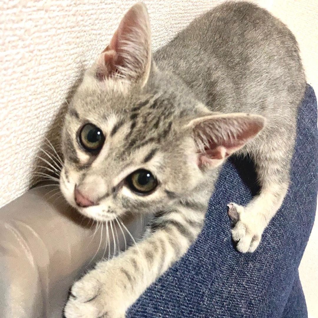 獣医師監修】猫白血病ウイルス感染症とは?原因や症状、治療法を解説!