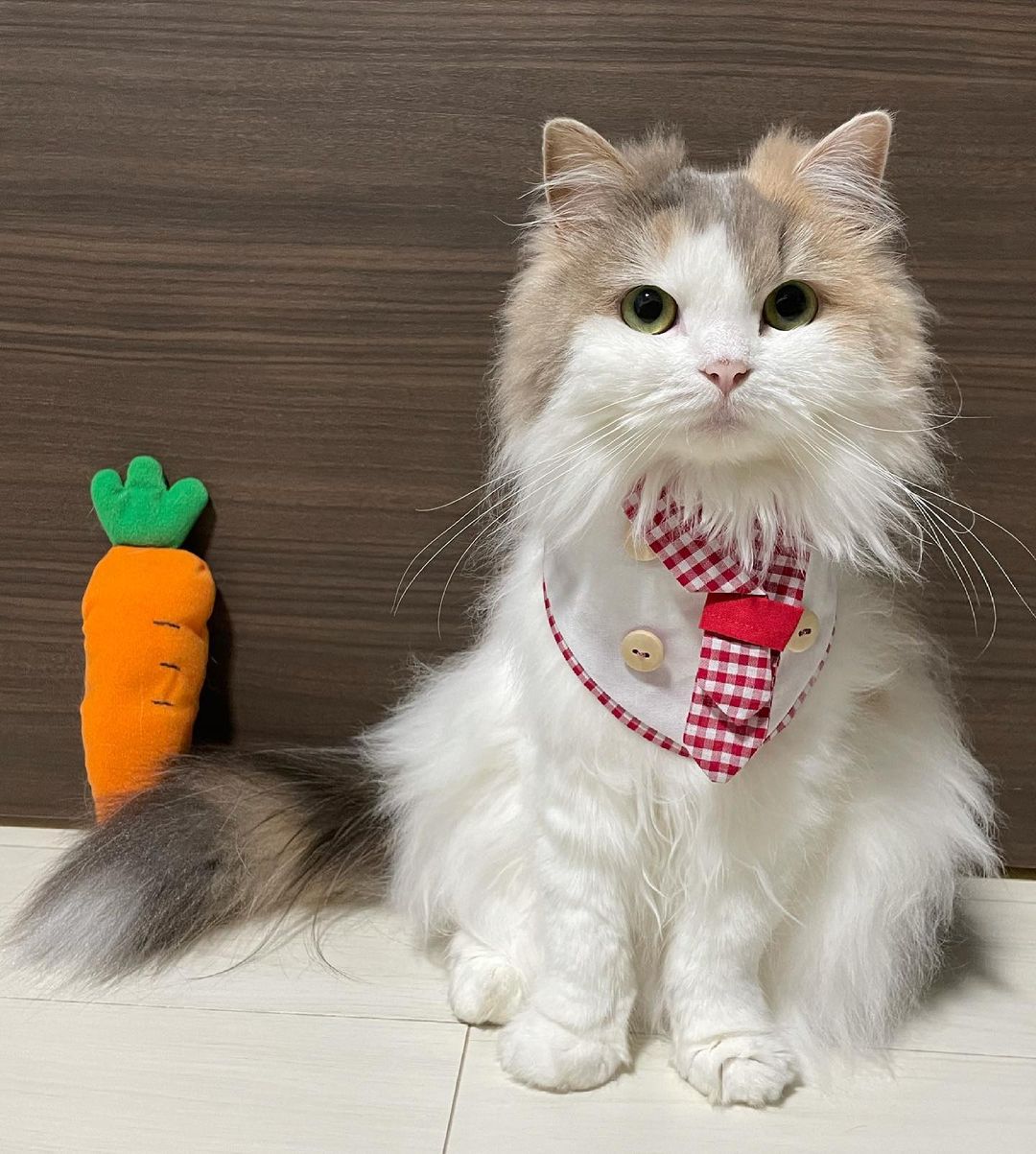 猫にも野菜は必要なの 猫にとって安全な野菜 危険な野菜を紹介
