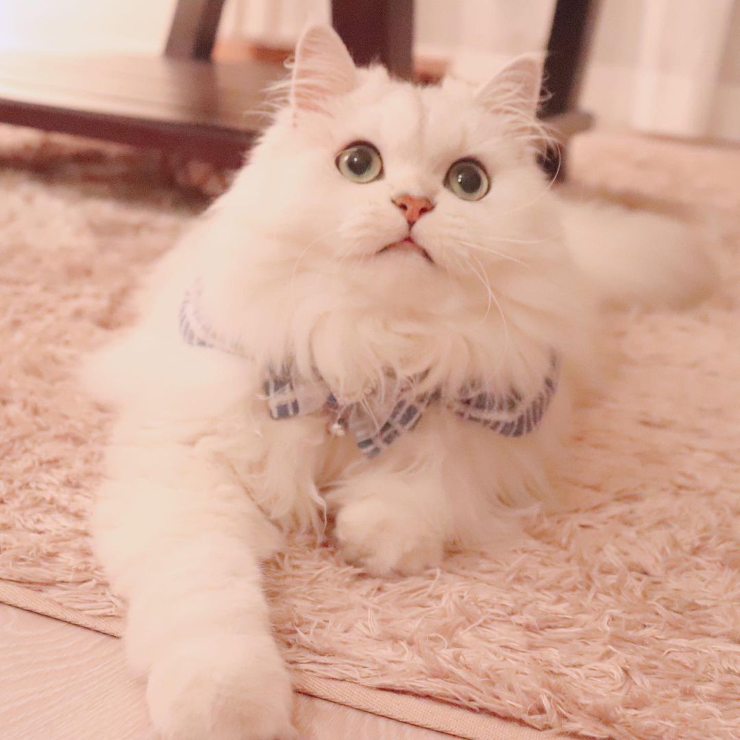 猫疥癬症 猫の膀胱炎や脱毛など病気の診療が土日祝も可能な動物病院もねペットクリニック