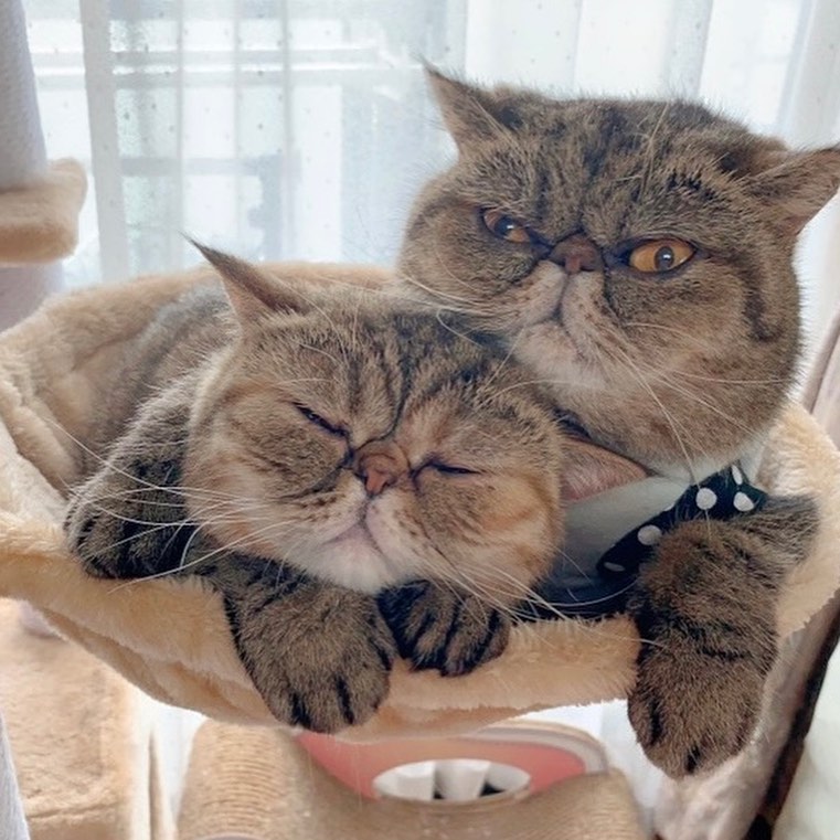 猫は柿を食べても大丈夫 与え方や注意点 柿ピー等の食品も解説