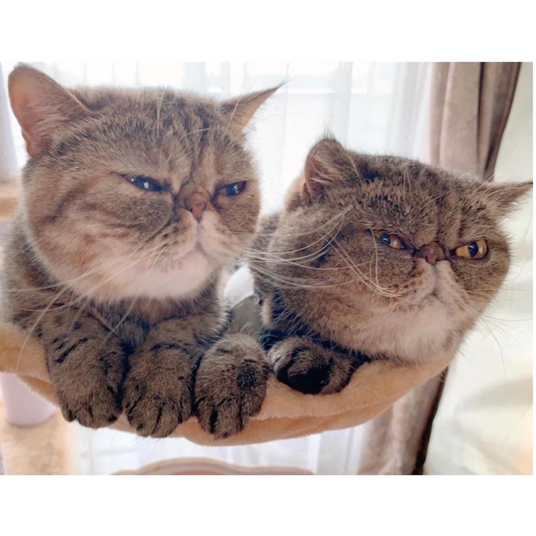 猫は柿を食べても大丈夫 与え方や注意点 柿ピー等の食品も解説