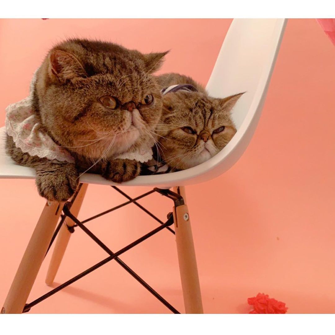 猫は柿を食べても大丈夫 与え方や注意点 柿ピー等の食品も解説