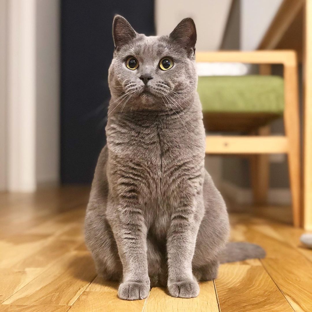 猫が煮干しを食べるのは大丈夫?与え方や量、与える際の注意点を解説