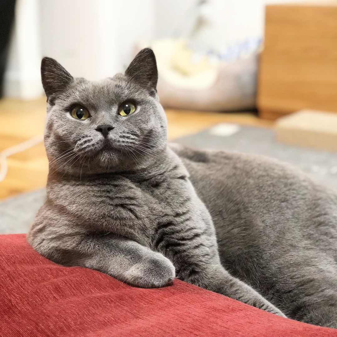 猫が煮干しを食べるのは大丈夫？与え方や量、与える際の注意点を解説