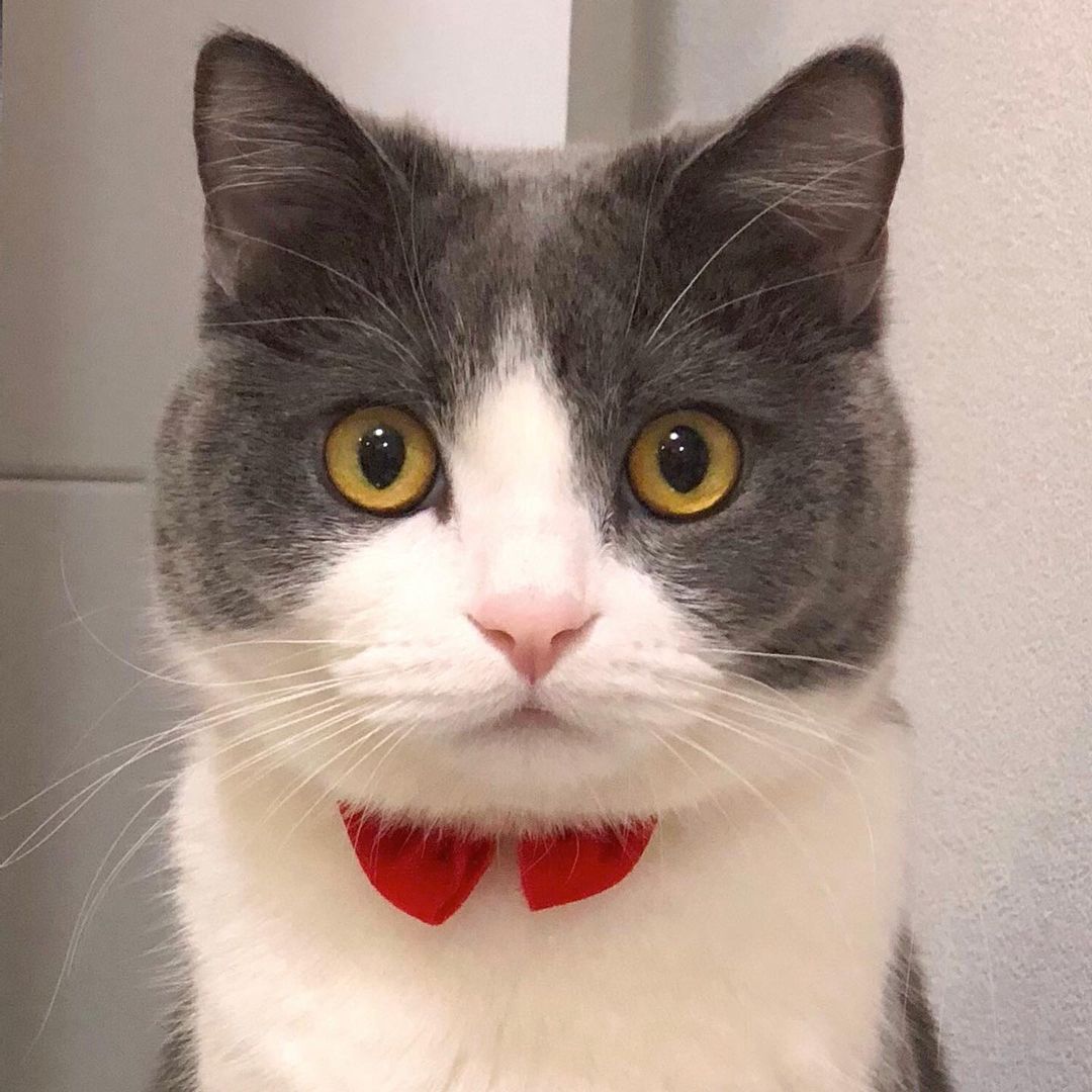 猫がささみを食べても大丈夫？与え方や与える量、注意点を解説！