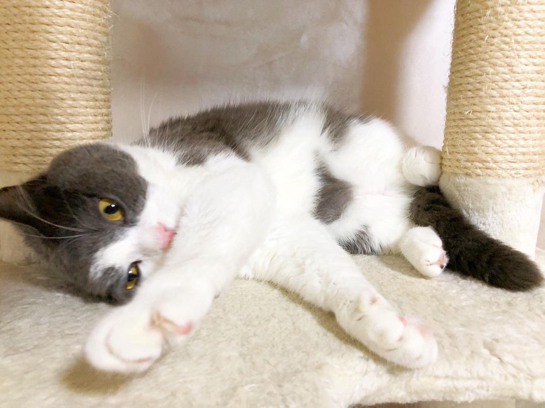 猫がささみを食べても大丈夫 与え方や与える量 注意点を解説