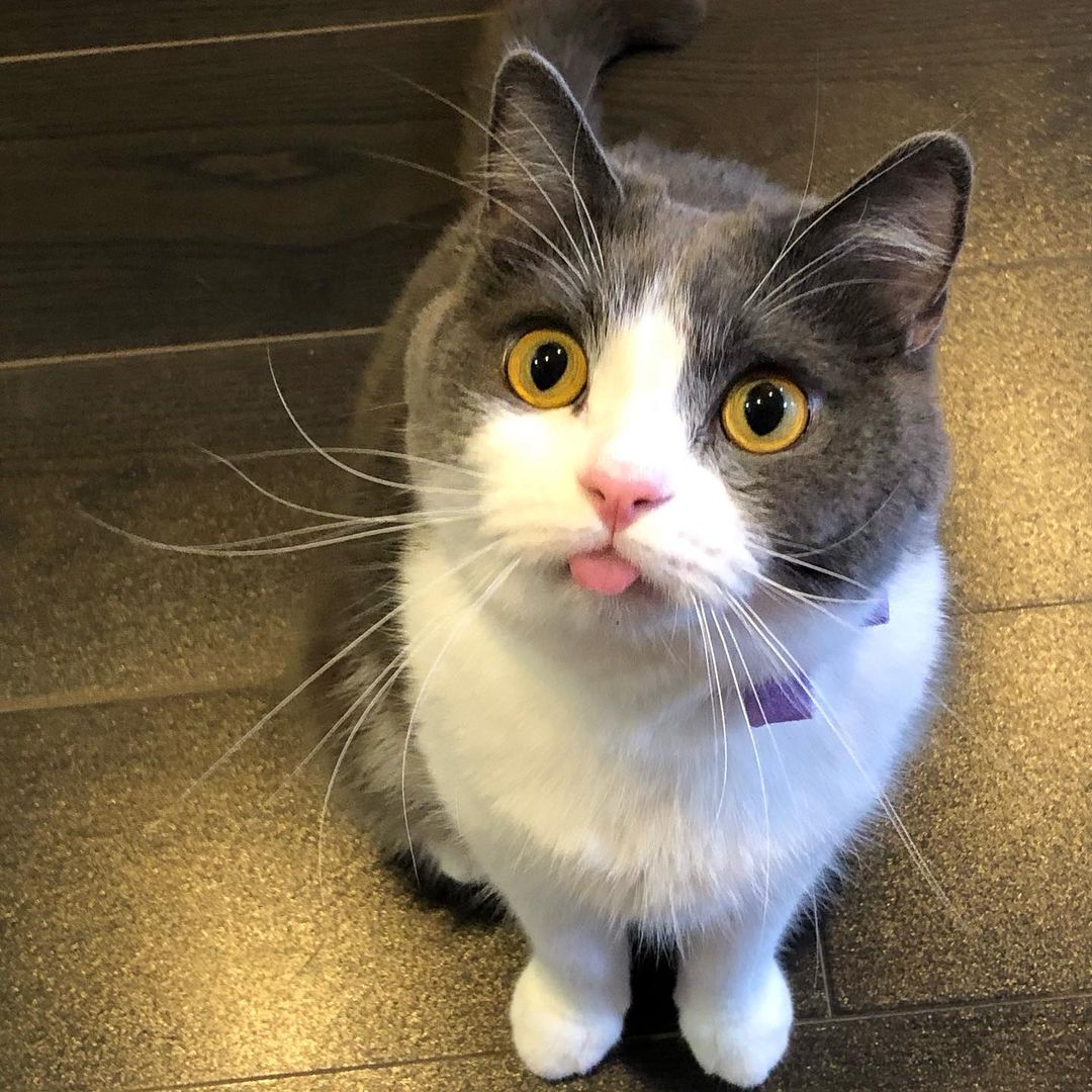 猫がささみを食べても大丈夫 与え方や与える量 注意点を解説