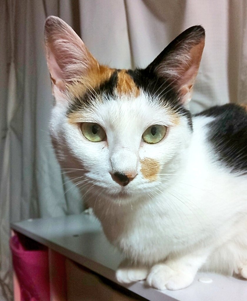 獣医師監修】猫の皮下点滴とは？自宅での皮下点滴のやり方やコツ、注意 